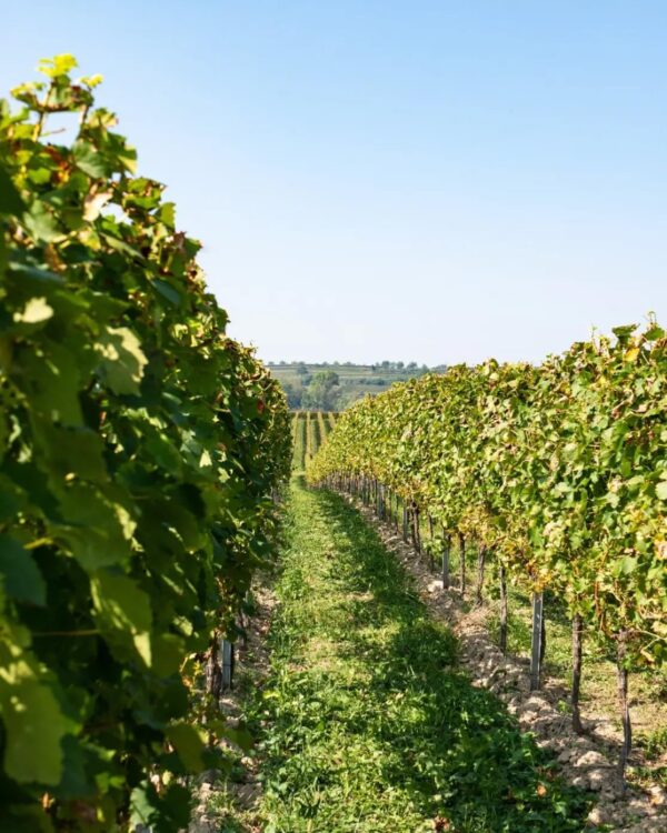 Grand Sud Chardonnay Vin blanc sec frais gourmand-4