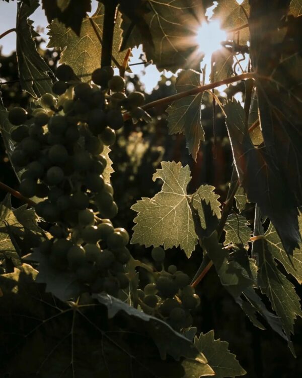 Grand Sud Chardonnay Vin blanc sec frais gourmand-3